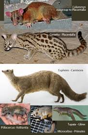 Attēlu rezultāti vaicājumam “Carnivora”