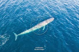 Image result for Balaenoptera musculus