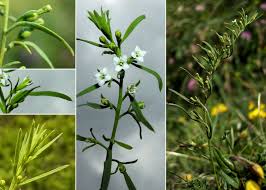 Attēlu rezultāti vaicājumam “Thesium alpinum”