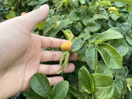 Attēlu rezultāti vaicājumam “Rosa majalis fruit”