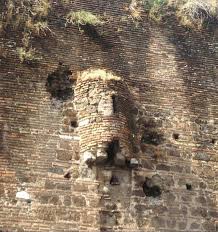 Attēlu rezultāti vaicājumam “Capsus ater imago”