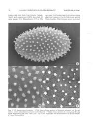 Attēlu rezultāti vaicājumam “Symphytocarpus trechisporus plasmodium”