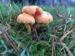 Attēlu rezultāti vaicājumam “Pholiota flammans”