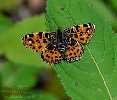 Attēlu rezultāti vaicājumam “Araschnia levana”