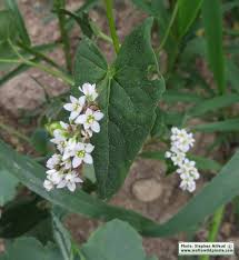 Attēlu rezultāti vaicājumam “Fagopyrum esculentum flower”