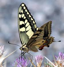 Attēlu rezultāti vaicājumam “Papilio machaon”
