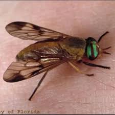 Attēlu rezultāti vaicājumam “Tabanidae”