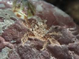 Image result for Hyas coarctatus