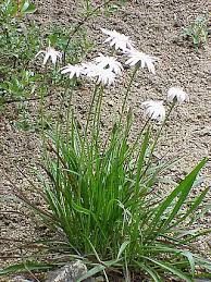 Attēlu rezultāti vaicājumam “Scorzonera humilis leaf”
