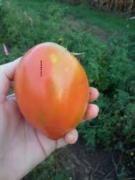 Afbeeldingsresultaat voor anna russian tomato