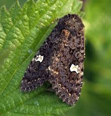 Attēlu rezultāti vaicājumam “Melanchra persicariae”