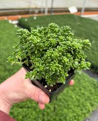 Attēlu rezultāti vaicājumam “Sedum album leaf”