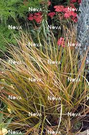 Attēlu rezultāti vaicājumam “Calamagrostis arundinacea”