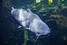 Image result for Ictalurus furcatus
