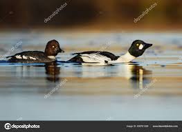 Attēlu rezultāti vaicājumam “Bucephala clangula female”