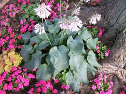Attēlu rezultāti vaicājumam “Hosta sp. flower”