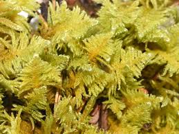 Attēlu rezultāti vaicājumam “Ptilium crista-castrensis”