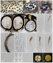 Attēlu rezultāti vaicājumam “Anthostoma decipiens”