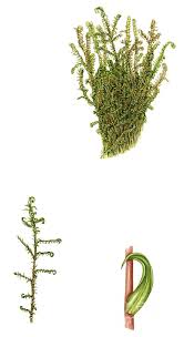 Attēlu rezultāti vaicājumam “Scorpidium cossonii”