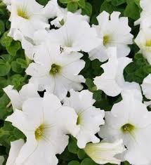 Image result for Petunia hybrida
