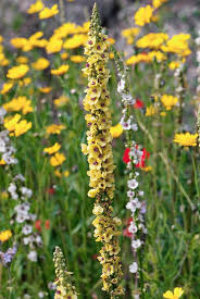 Image result for Verbascum nigrum