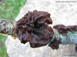 Attēlu rezultāti vaicājumam “Exidia recisa”