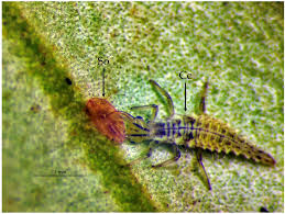 Attēlu rezultāti vaicājumam “Chrysopidae larva”