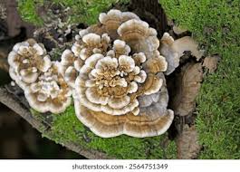 Attēlu rezultāti vaicājumam “Trametes ochracea”