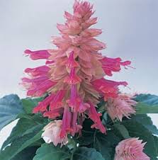 Image result for Salvia splendens