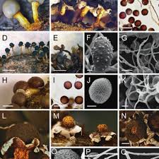 Attēlu rezultāti vaicājumam “Diderma ochraceum sessile”