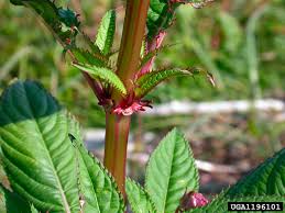 Attēlu rezultāti vaicājumam “Impatiens glandulifera leaf”
