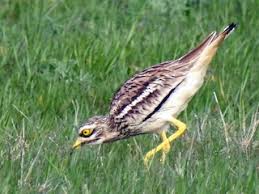 Image result for Burhinus oedicnemus