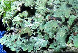 Attēlu rezultāti vaicājumam “Parmelia serrana”