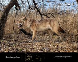 Attēlu rezultāti vaicājumam “Canis lupus”