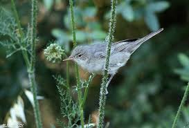 Image result for Hippolais olivetorum