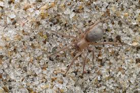 Attēlu rezultāti vaicājumam “Gnaphosidae”