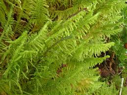 Attēlu rezultāti vaicājumam “Ptilium crista-castrensis”