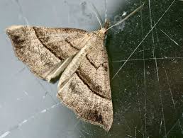 Attēlu rezultāti vaicājumam “Hypena proboscidalis”