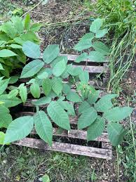 Attēlu rezultāti vaicājumam “Juglans cinerea”