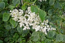 Attēlu rezultāti vaicājumam “Syringa reticulata subsp. amurensis leaf”