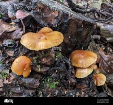 Attēlu rezultāti vaicājumam “Mycena purpureofusca”