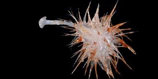 gamravlebis-ის სურათის შედეგი