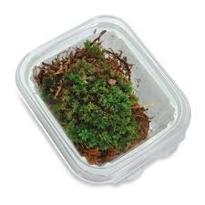 Attēlu rezultāti vaicājumam “Mnium”