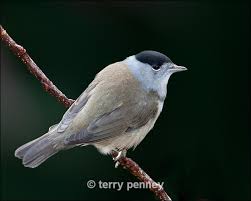 Attēlu rezultāti vaicājumam “Sylvia atricapilla male”