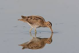 Image result for Gallinago gallinago