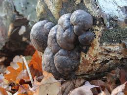 Attēlu rezultāti vaicājumam “Daldinia concentrica”