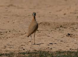 Image result for Cursorius cursor