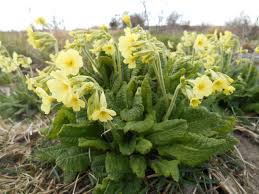 Image result for Primula elatior