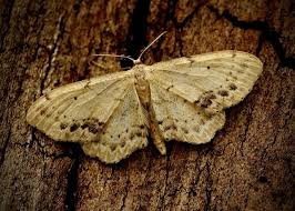 Attēlu rezultāti vaicājumam “Idaea dimidiata”