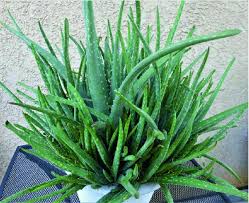 Attēlu rezultāti vaicājumam “Xanthorrhoeaceae”